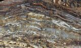 Rare, North Pole Dome Stromatolite Slice - Billion Years #50756-1